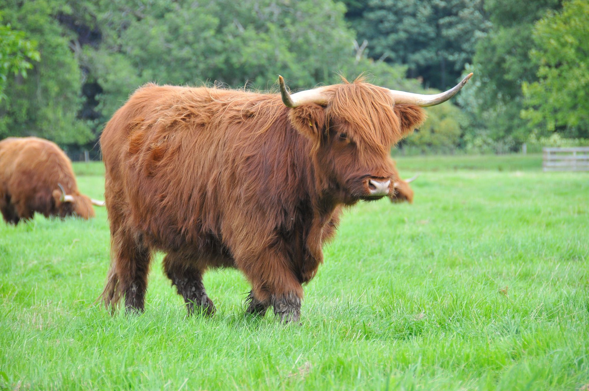 Szkocka krowa